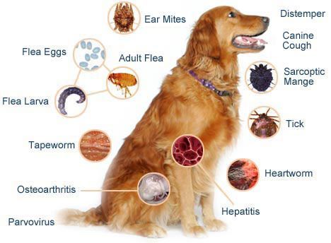 أمراض الكلاب
