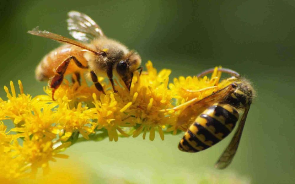 لماذا يموت النحل ؟