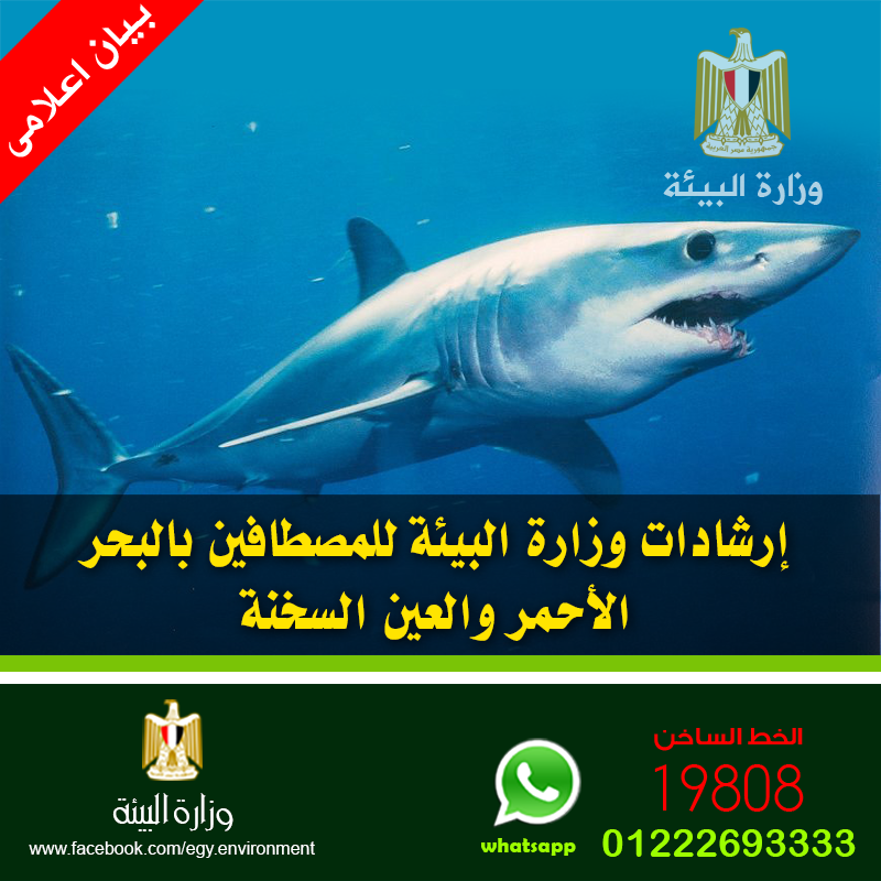 اسماك القرش2