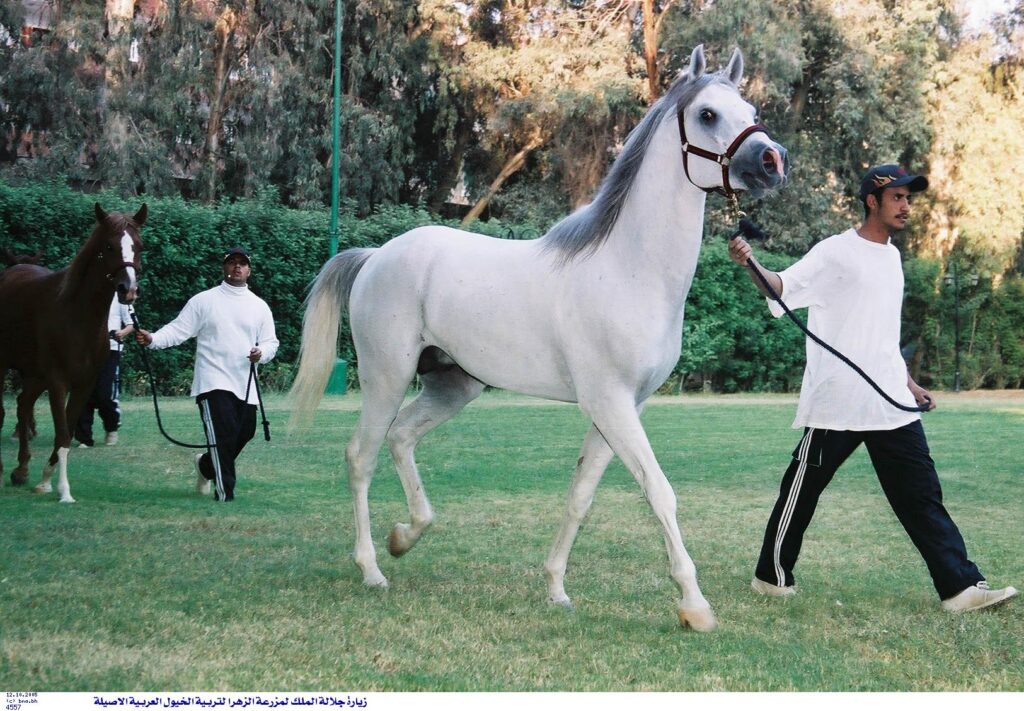 الخيول العربية الاصيلة scaled