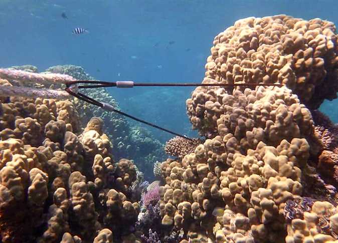 الشعاب المرجانية في البحر الاحمر