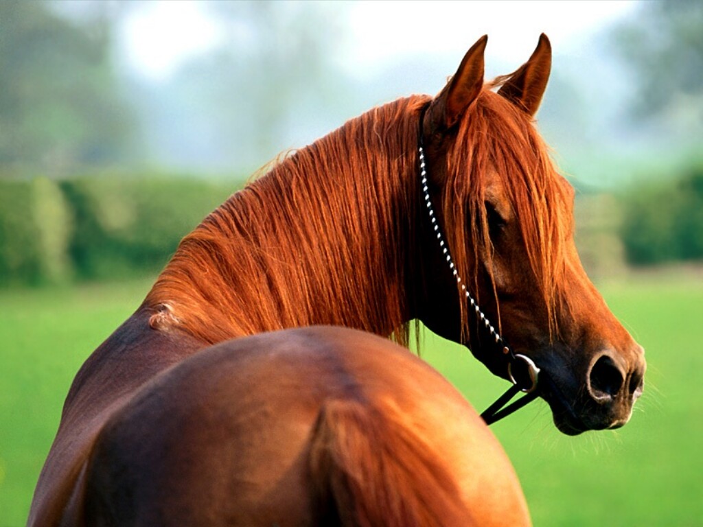 خيول 3