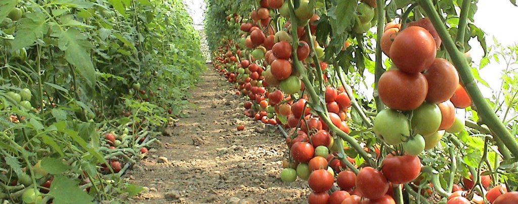 الزراعة العضوية طماطم