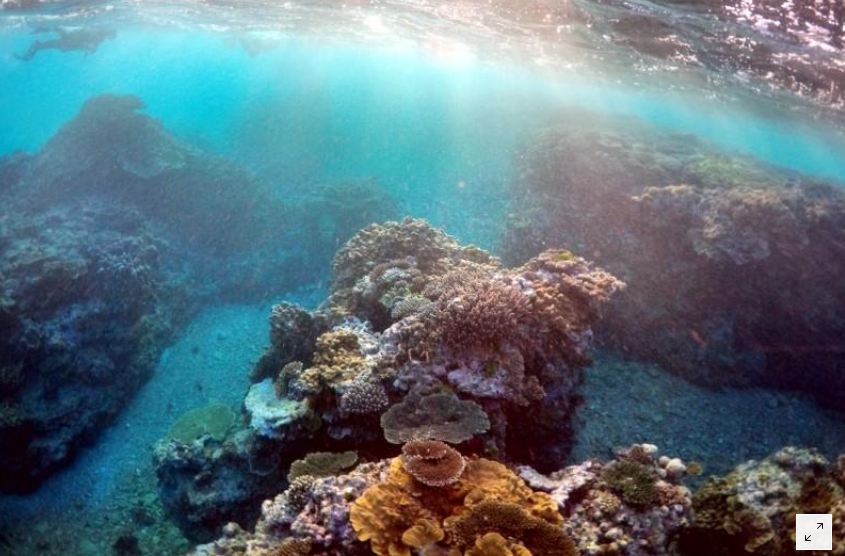 الشعاب المرجانية استراليا