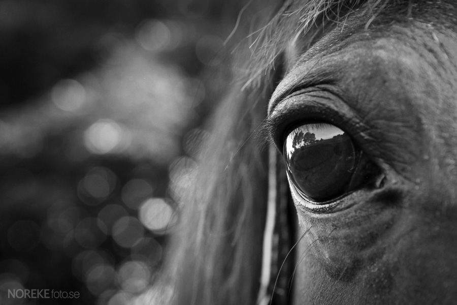 اذا وجدت عيني حصانك واسعتين ولامعتين فهذا يعني أن حصانك فى حالة من التأهب ومتخوف من شيء فى محيط مكانه