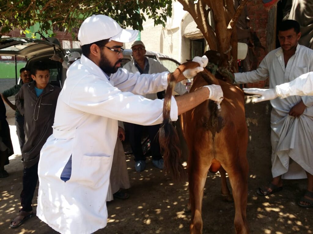 تحصين الماشية ضد الامراض الوبائية scaled