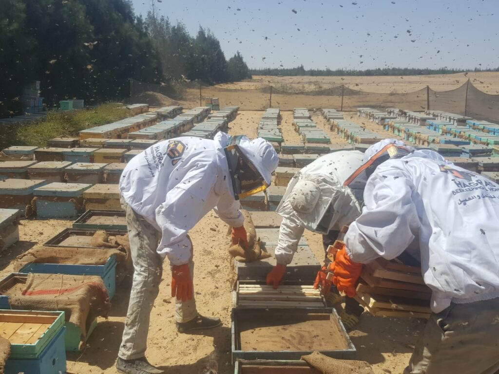فحص طرود النحل قبل التصدير scaled