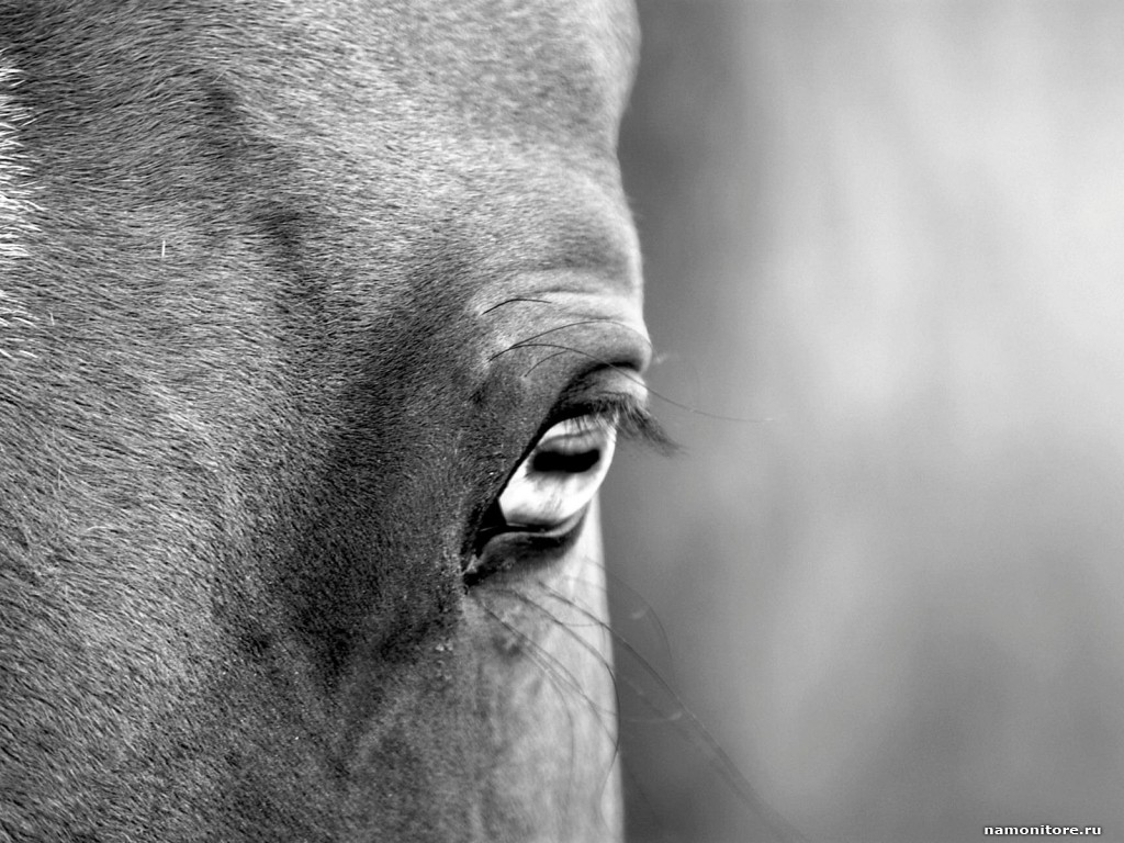 أما اذا كانت العيون المفتوحة بشكل جزئي فهى تشير إلى أن حصانك يحتاج إلى النوم والراحة