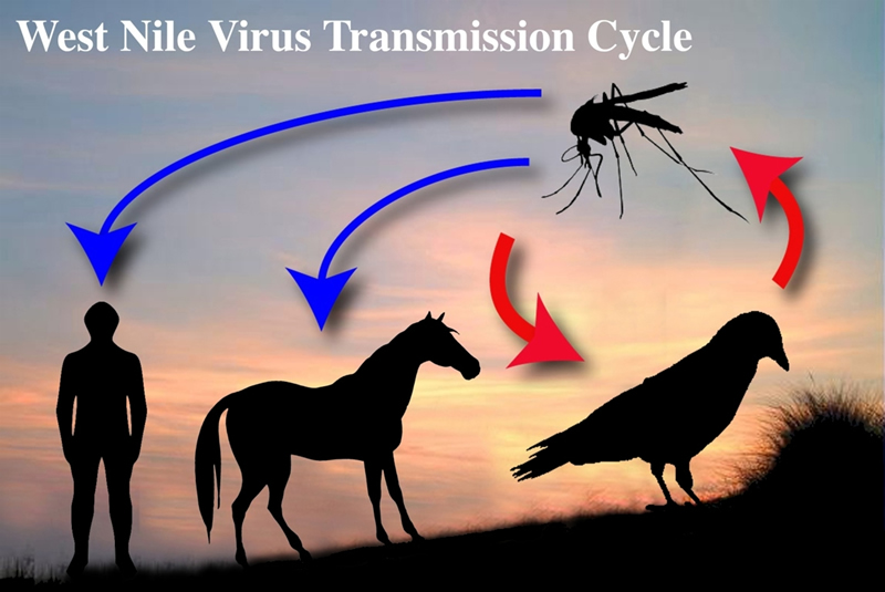 فيروس غرب النيل