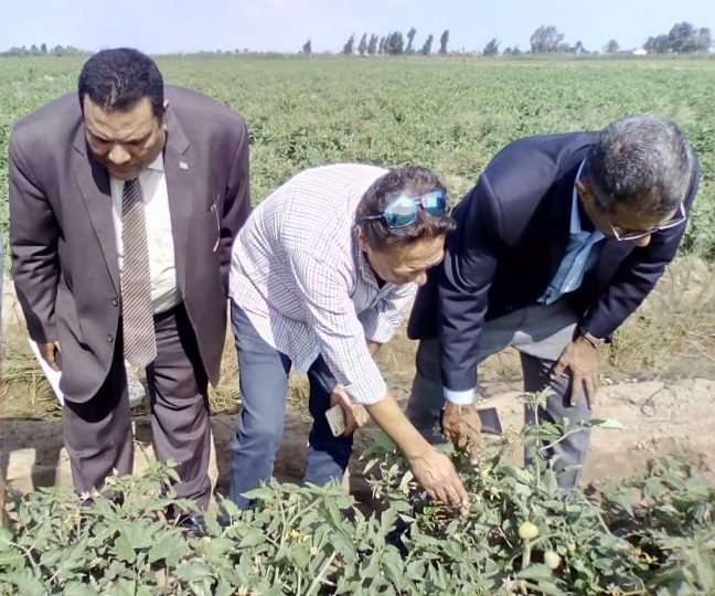 المهندس محمود عطا يتفقد زراعات الطماطم «صورة أرشيفية»