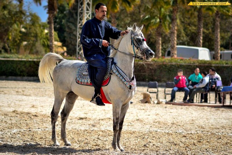 بدر شتيوى احد اشهر مدربي الخيول العربية الأصيلة فى مصر