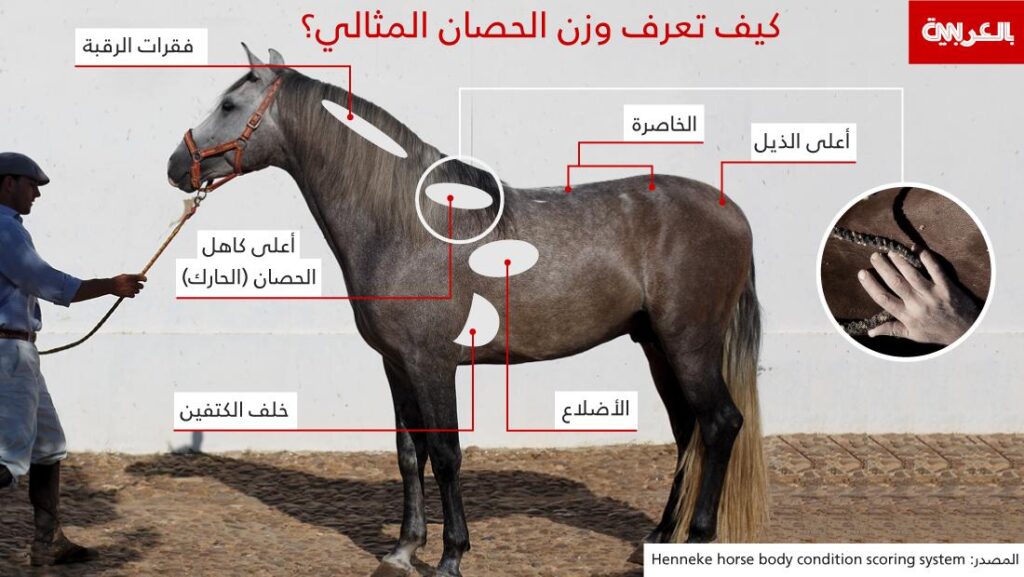 بهذه الطريقة يمكنك تقييم حالة حصانك الجسدية ووزنه المثالي