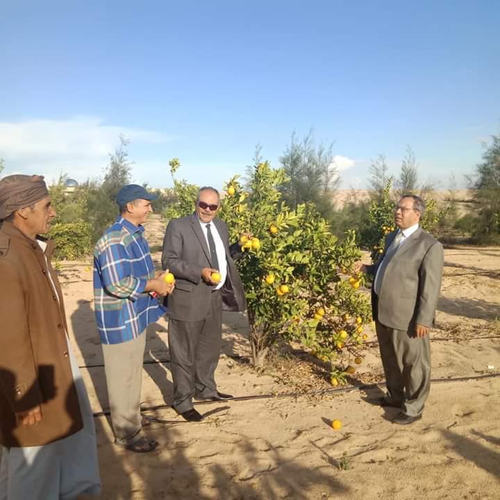 الدكتور نعيم مصيلحي رئيس مركز بحوث الصحراء يتفقد مشروعات لأستصلاح الاراضي في قرية الروضة 1