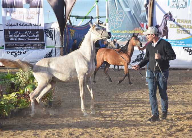 مهرجان المنوفية للخيول العربية