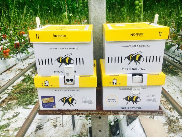 النحل ومشروع الصوب الزراعية 1