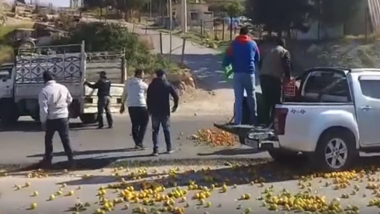 مزارعون اردنيون يلقون البرتقال في الأرض احتجاجا على تدفق منافستها السورية