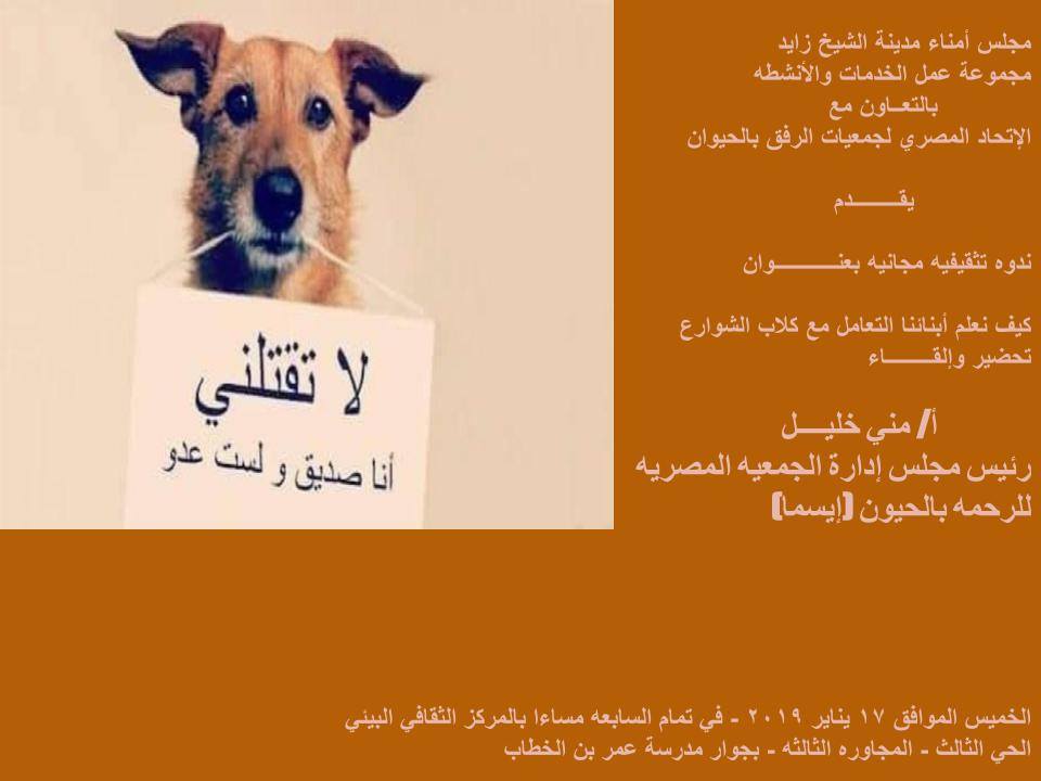 الخميس...ندوة بمدنية الشيخ زايد للتعريف بالتعامل مع كلاب الشوارع