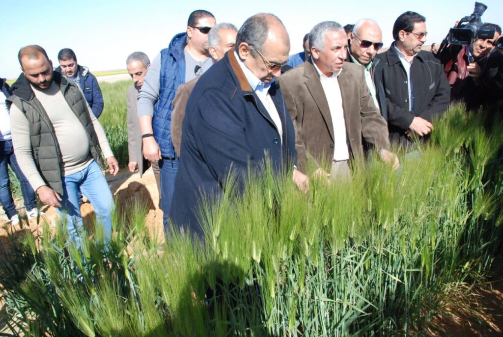 وزير الزراعة يتفقد زراعة الشعير في غرب المنيا scaled