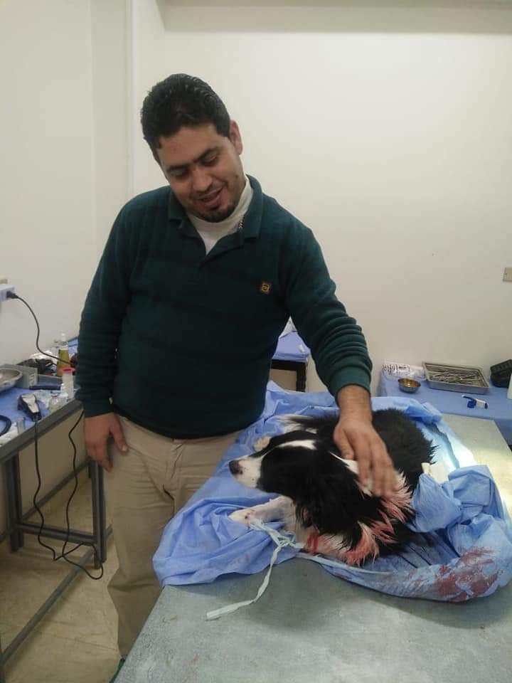 إنقاذ كلبة من ورم سرطاني الدكتور عبدالحليم القصبي