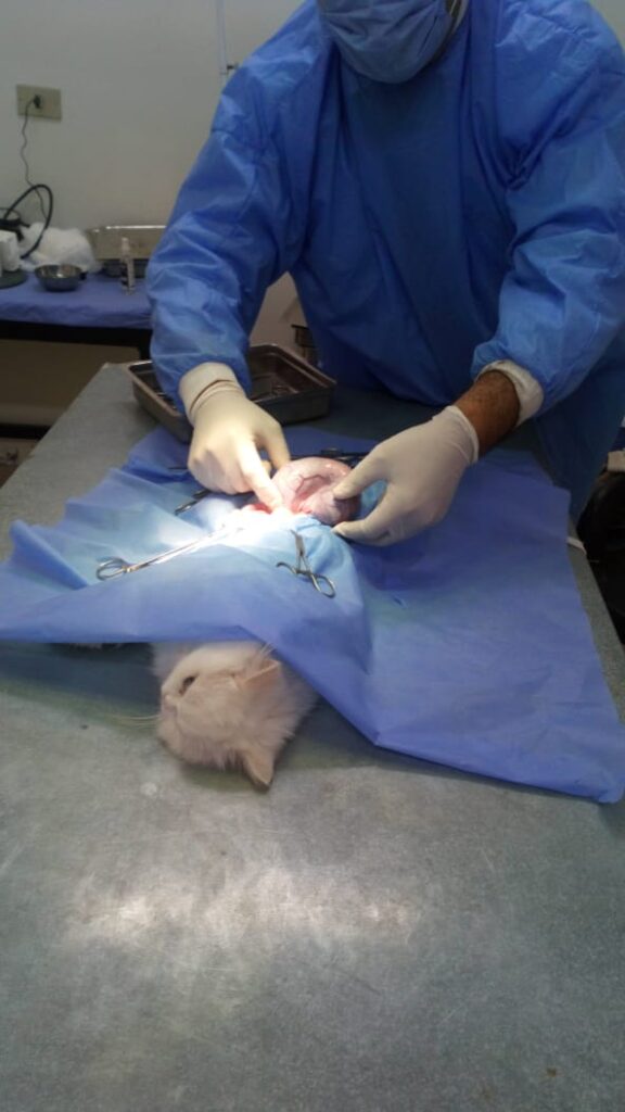 قطة في بنها عملية جراحية scaled
