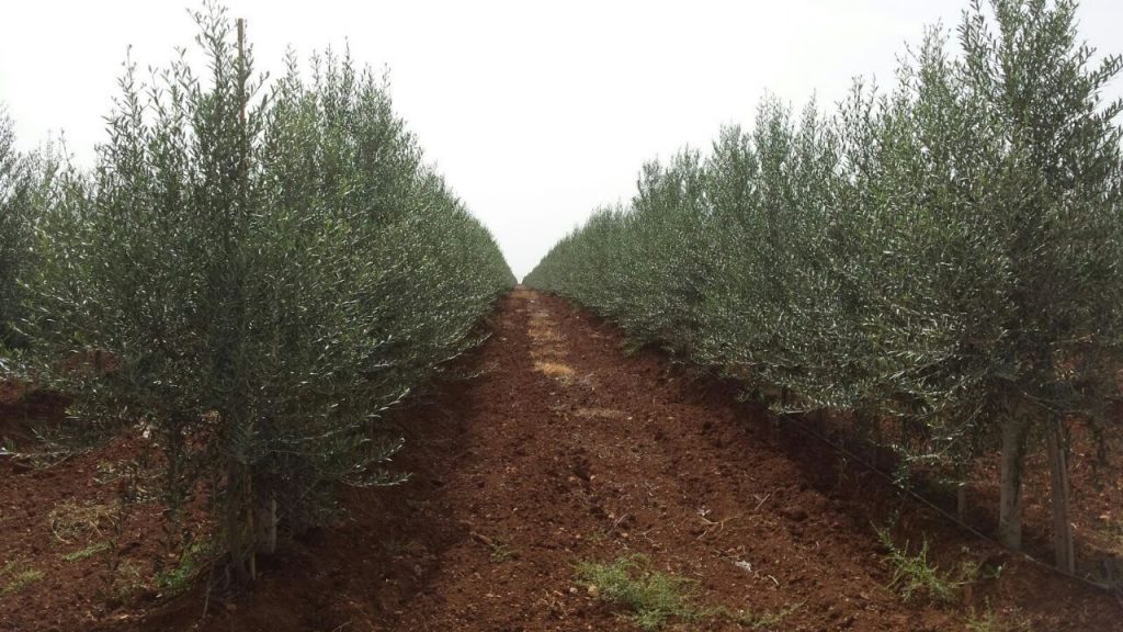 سوريا إرتفاع الإنتاج من الزيت والزيتون لـ 82 مليون شجرة واللاذقية