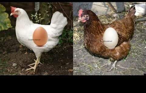 البيض الابيض والبني