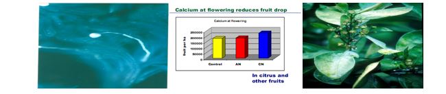 تأثير عنصر الكالسيوم علي النباتات
