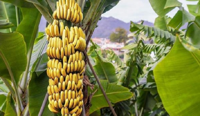 زراعة الموز في الاردن 1 1