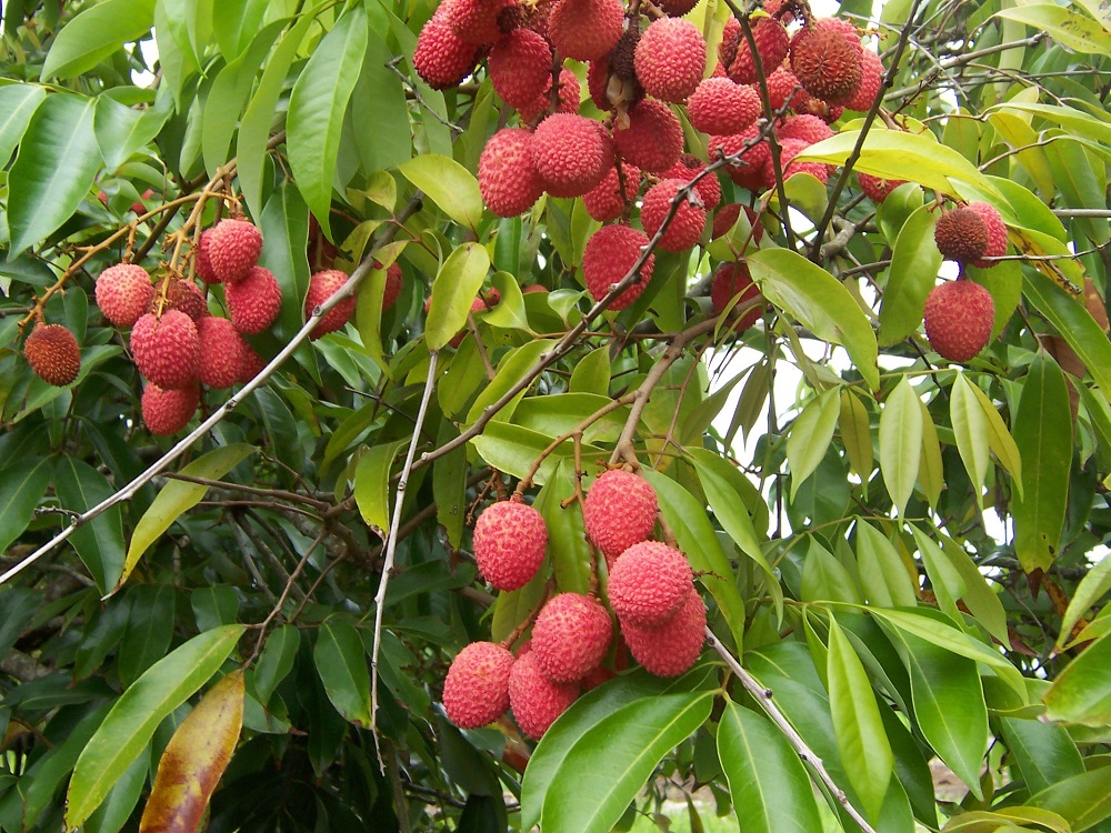 فاكهة الليتشي