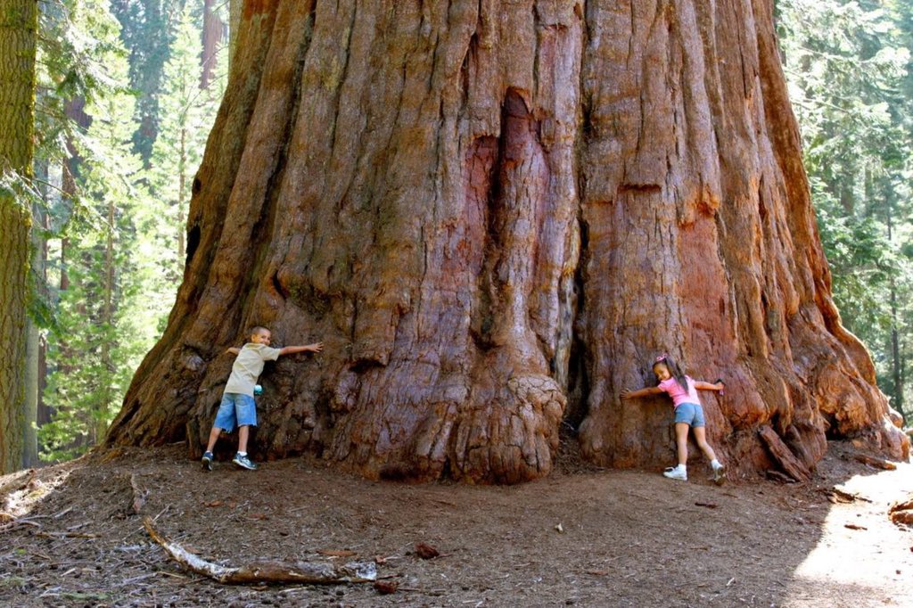 تعرف علي أقدم شجرة في العالم وأضخم أشجار كوكب الأرض Agri2day اجري توداي