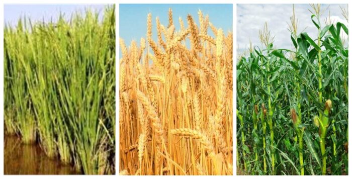 القمح والذرة والارز