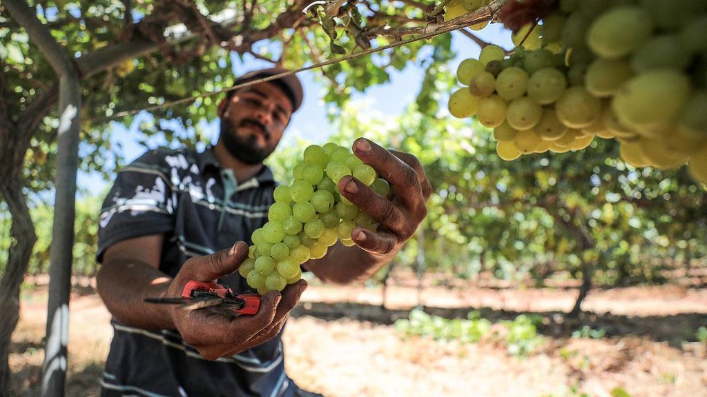 العنب في غزة