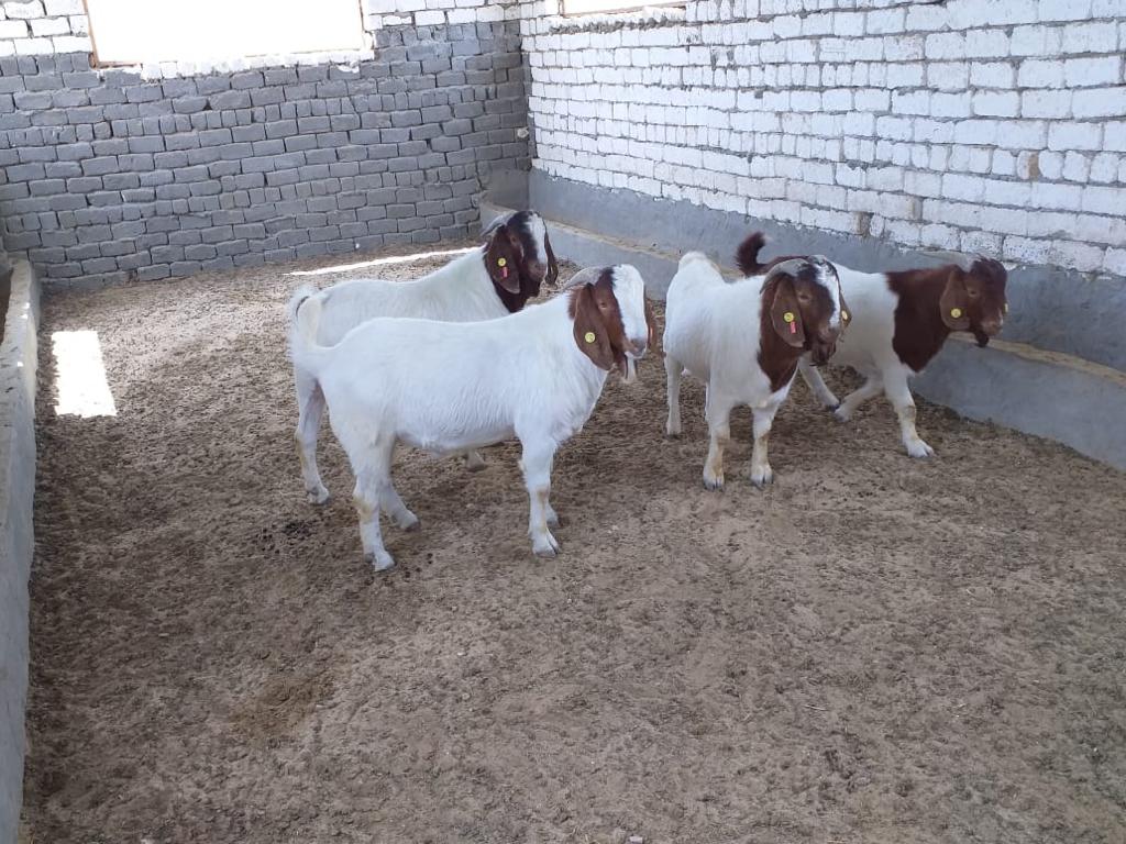 عاجل بالصور وصول الدفعة الاولي من الماعز البور الأوروبي لتطوير الإنتاج المصري من الماعز Agri2day اجري توداي