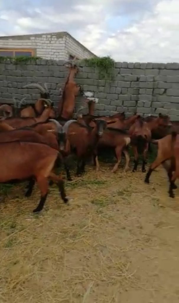 الماعز البور في مصر