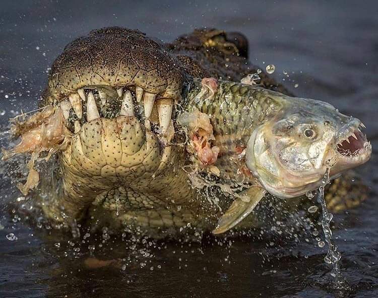 تمساح يهاجم الاسماك 1