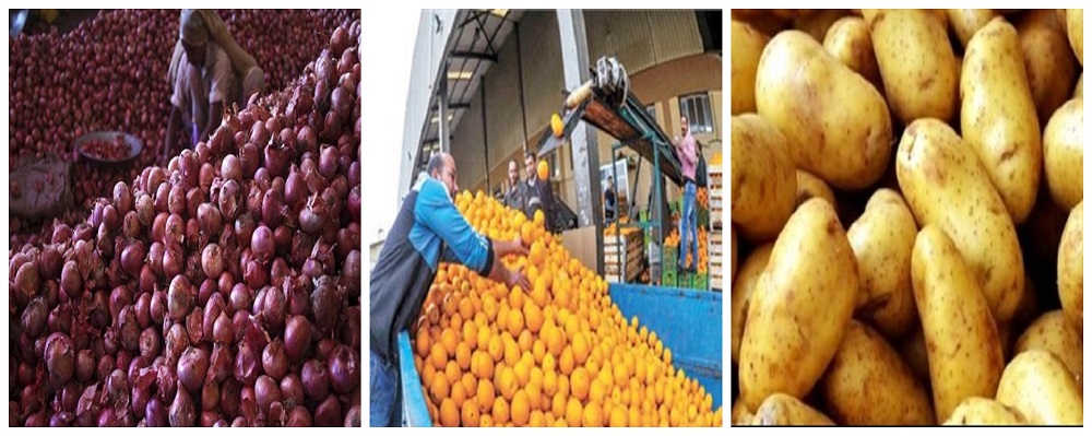 صادرات الموالح والبطاطس والبصل
