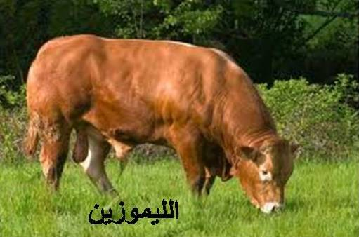 أنواع الأبقار 5