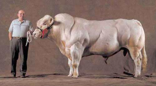 أنواع الأبقار 6