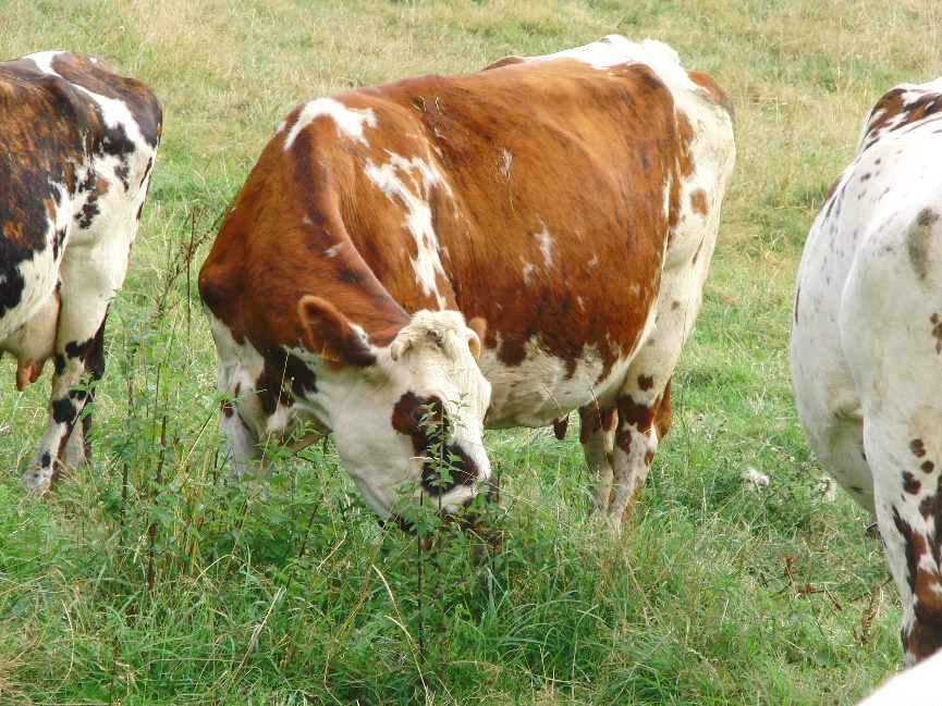 أنواع الأبقار 9