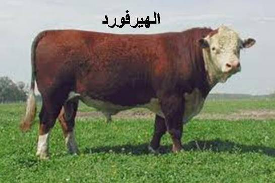 أنواع الأبقار4