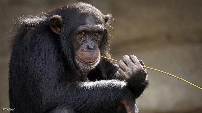 القرد الشمبانزي