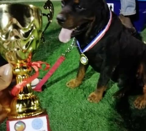 الكلب الفرنسي الفائز بجائزة الاجمل في السودان