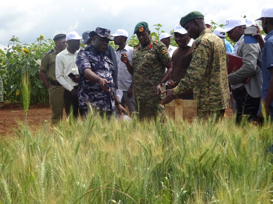 زراعة القمح في اوغندا