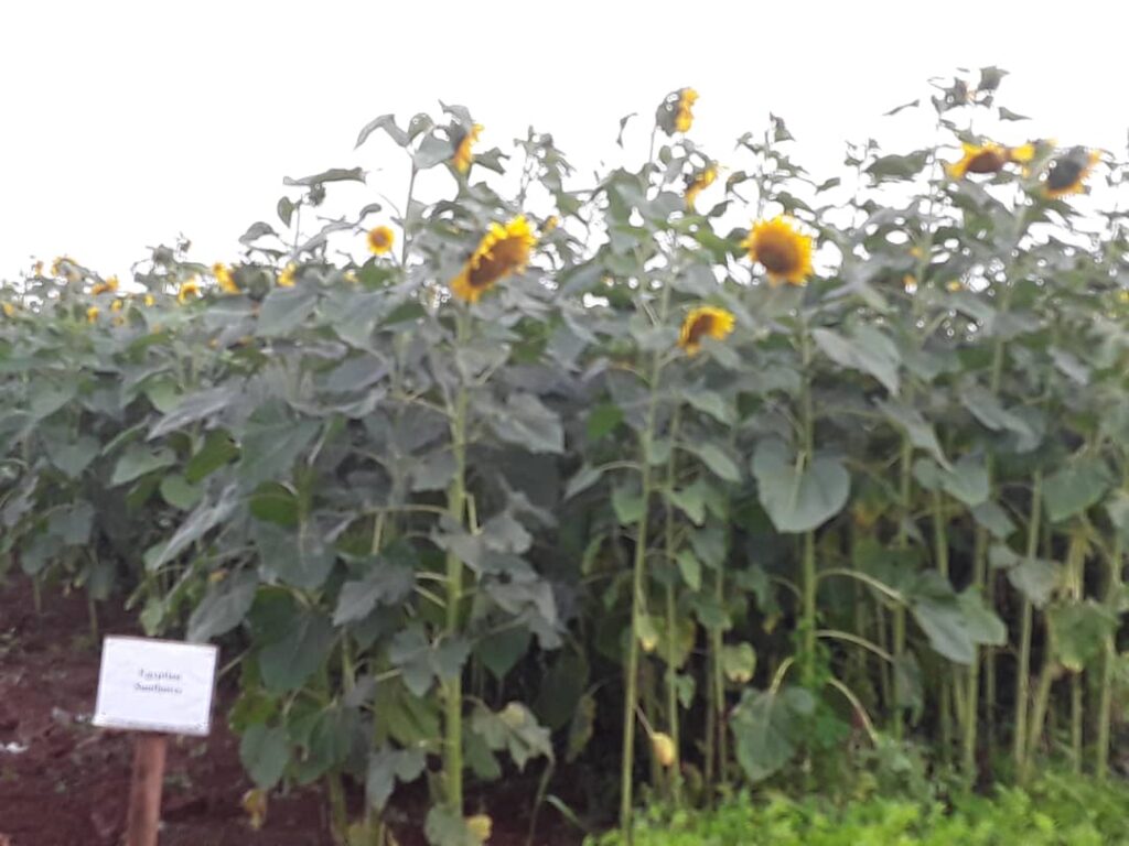 زراعة عباد الشمس في المزرعة المصرية في اوغندا scaled