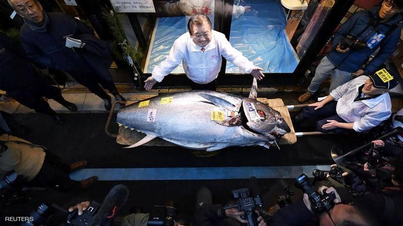 أكبر سمكة تونة في العالم