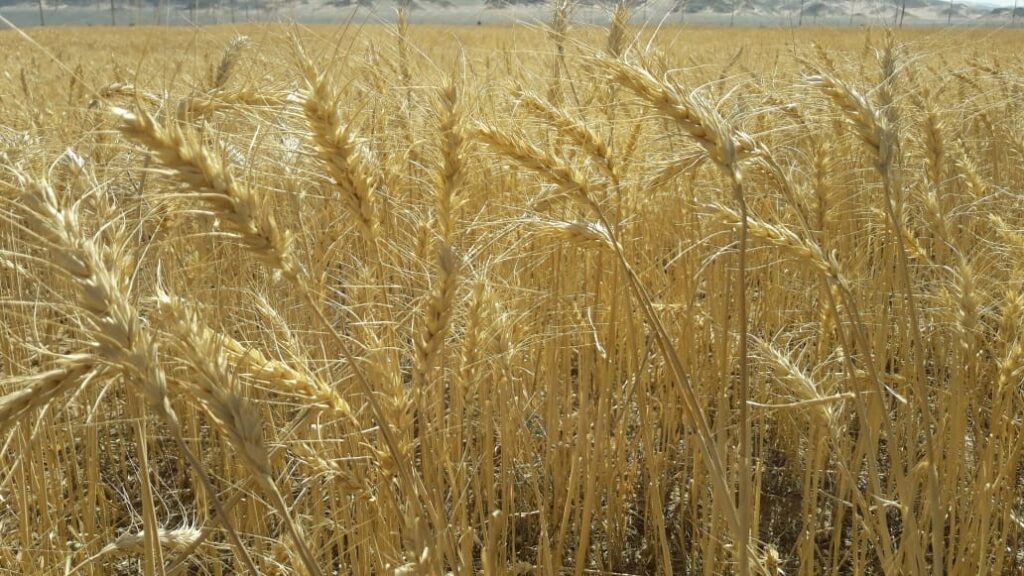 زراعة القمح في وادي حوضين scaled