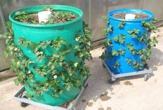 طريقة زراعة الفراولة في المنزل