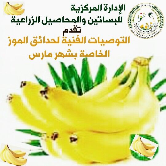 توصيات الموز