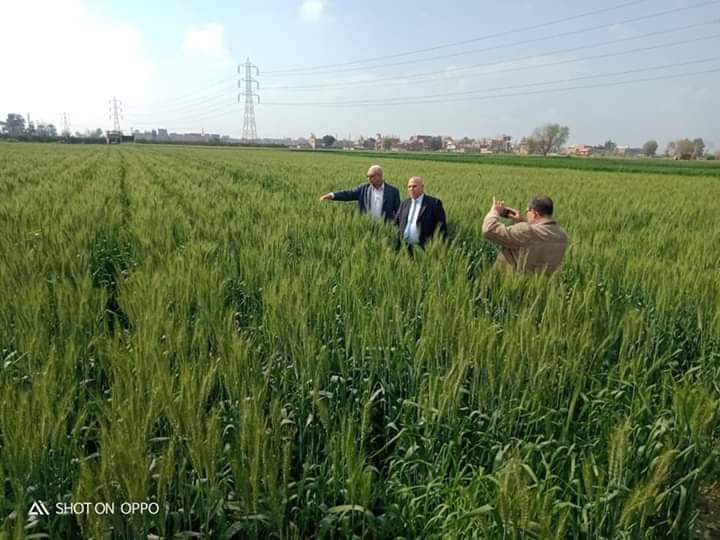 عباس الشناوي يتفقد زراعات القمح في القليوبيى