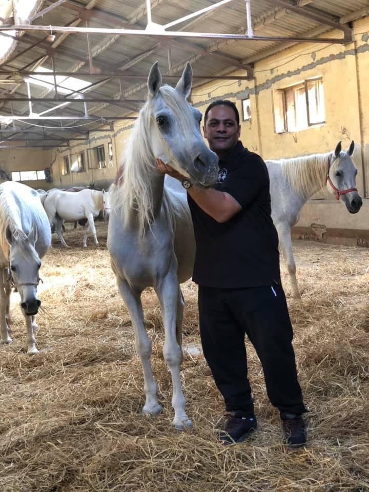 عمر المغاوري مربي خيول